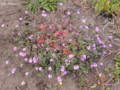 Geranium berteroanum