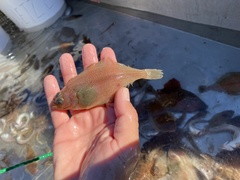 Citharichthys sordidus