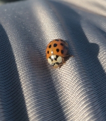 Harmonia axyridis