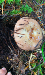 Russula basifurcata