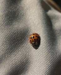 Harmonia axyridis