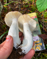 Russula basifurcata