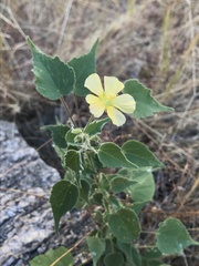 Anoda abutiloides