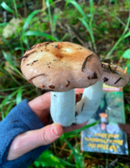 Russula basifurcata