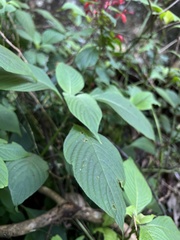 Stenostephanus