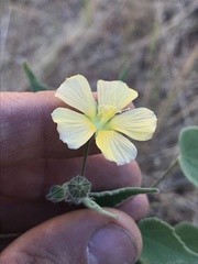 Anoda abutiloides