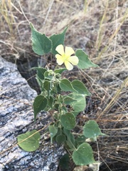Anoda abutiloides