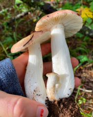 Russula basifurcata