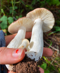 Russula basifurcata