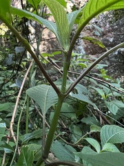 Stenostephanus