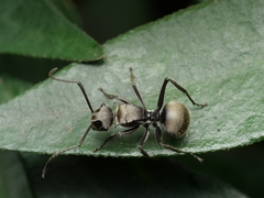Polyrhachis vigilans