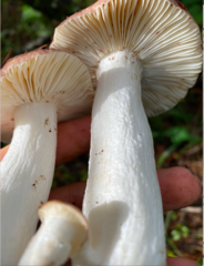 Russula basifurcata