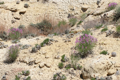 Astragalus saurinus