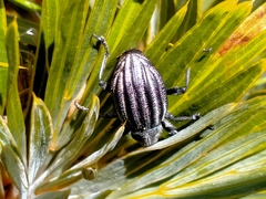 Lyperobius