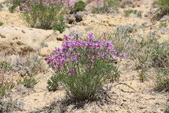 Astragalus saurinus