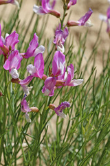 Astragalus saurinus