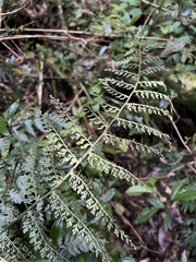 Asplenium