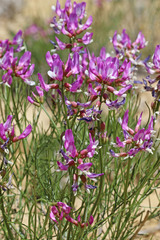 Astragalus saurinus