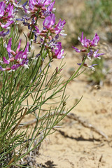 Astragalus saurinus