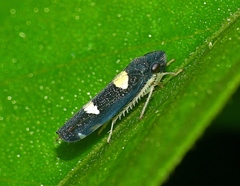 Microgoniella