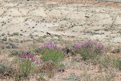 Astragalus saurinus