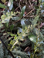 Asplenium