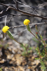 Podotheca gnaphalioides