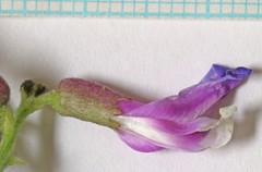 Astragalus saurinus