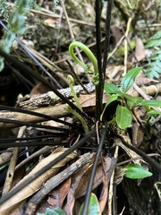 Asplenium