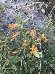 Anisacanthus thurberi
