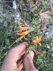 Anisacanthus thurberi