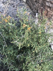 Anisacanthus thurberi