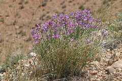 Astragalus saurinus