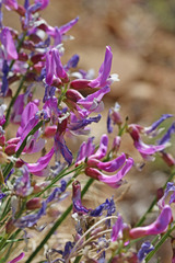 Astragalus saurinus