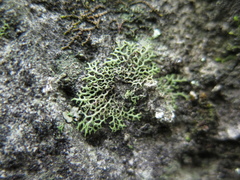 Speerschneidera euploca