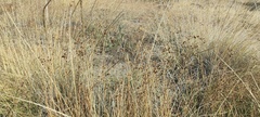 Juncus rugulosus