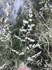 Eragrostis echinochloidea