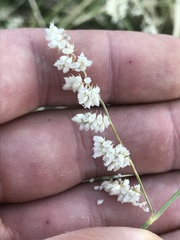 Eragrostis echinochloidea