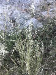 Eragrostis echinochloidea