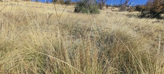 Juncus rugulosus