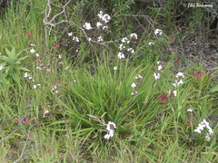 Libertia chilensis