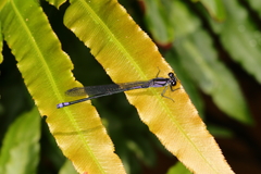 Argia sordida