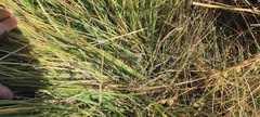 Juncus rugulosus