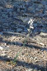 Thelypodiopsis elegans