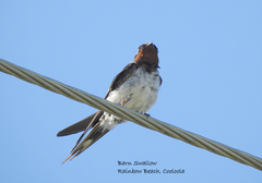 Hirundo rustica gutturalis