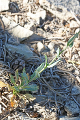Thelypodiopsis elegans