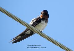Hirundo rustica gutturalis