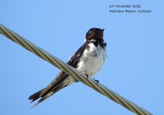 Hirundo rustica gutturalis