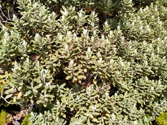 Olearia moschata