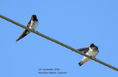 Hirundo rustica gutturalis